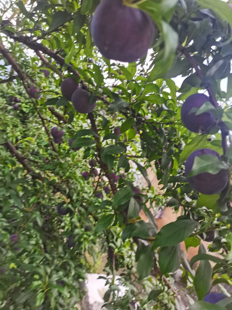 黑布林李