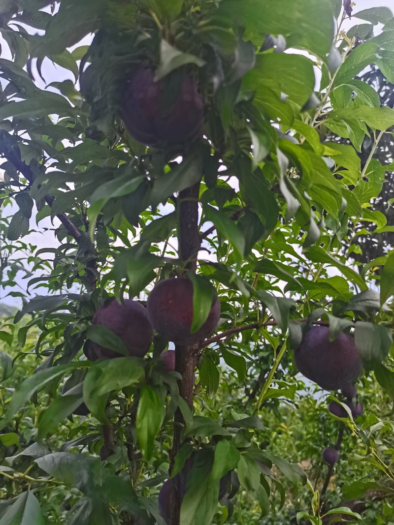 黑布林李