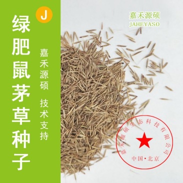 鼠茅草种子