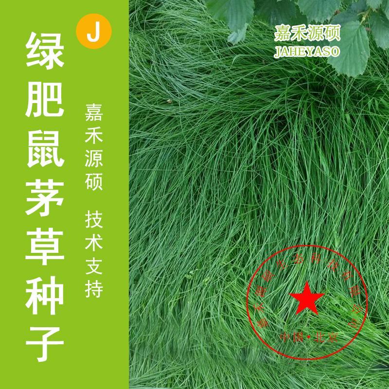 鼠茅草种子