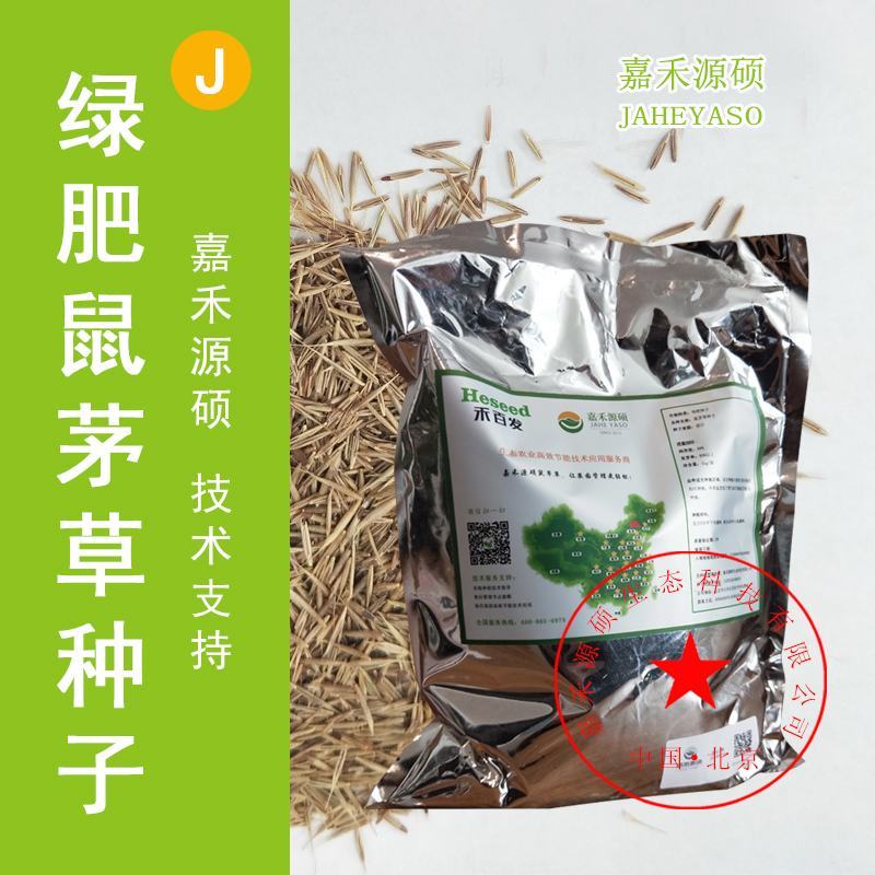 鼠茅草种子