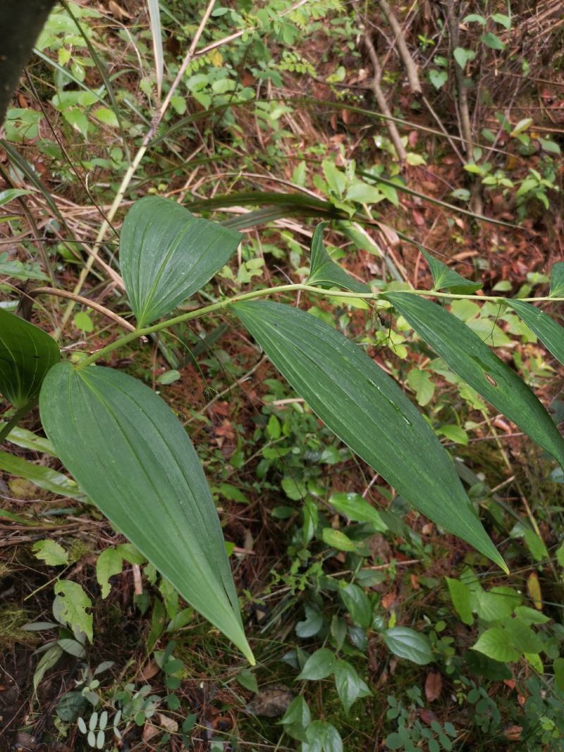 深山野黄精鲜货