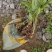 深山野黄精鲜货