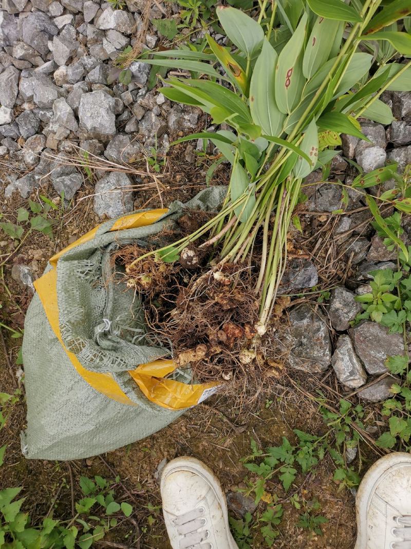 深山野黄精鲜货