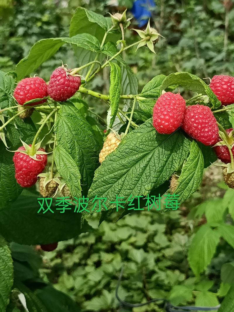 灯笼果苗，钙果苗，黑加仑苗，红树莓苗批发各种树莓苗，当年