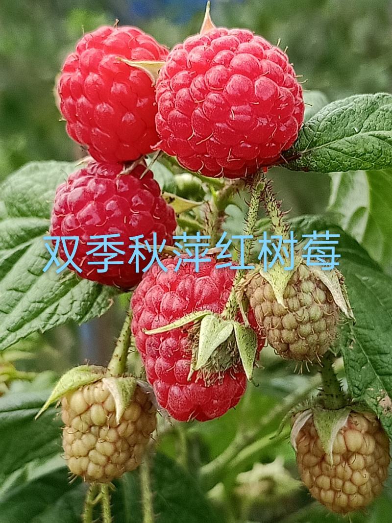 灯笼果苗，钙果苗，黑加仑苗，红树莓苗批发各种树莓苗，当年