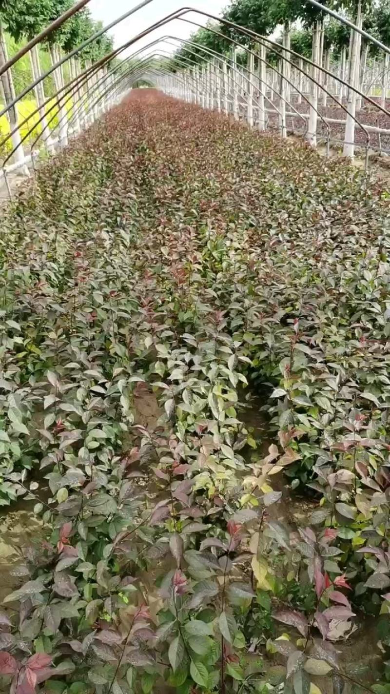 隆森苗圃场专业育苗红叶李树苗杯苗成活率高提供种植指导