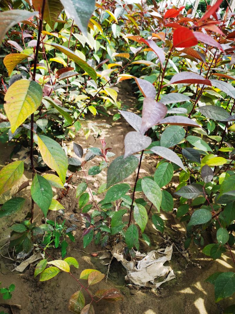 隆森苗圃场专业育苗红叶李树苗杯苗成活率高提供种植指导