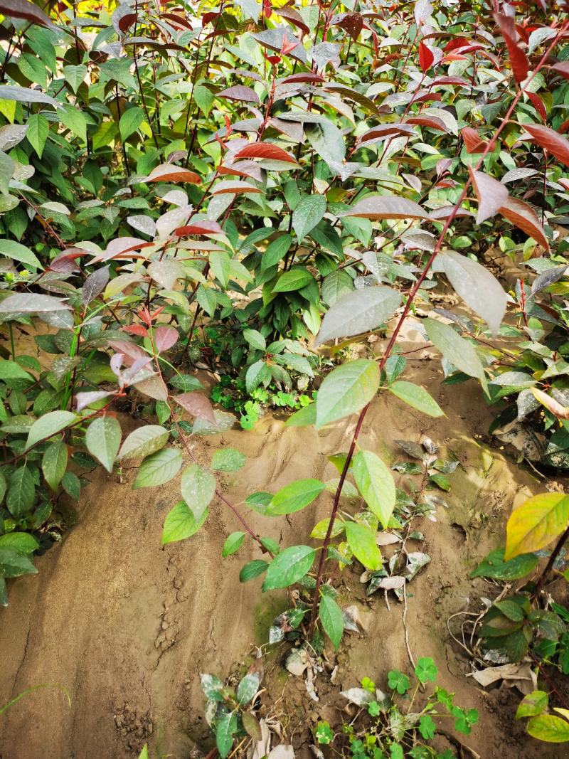 隆森苗圃场专业育苗红叶李树苗杯苗成活率高提供种植指导