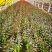 隆森苗圃场专业育苗红叶李树苗杯苗成活率高提供种植指导