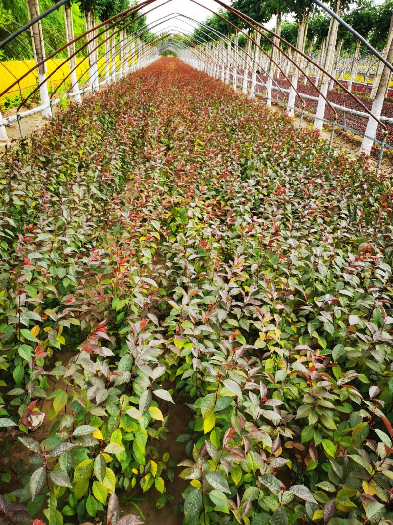 隆森苗圃场专业育苗红叶李树苗杯苗成活率高提供种植指导