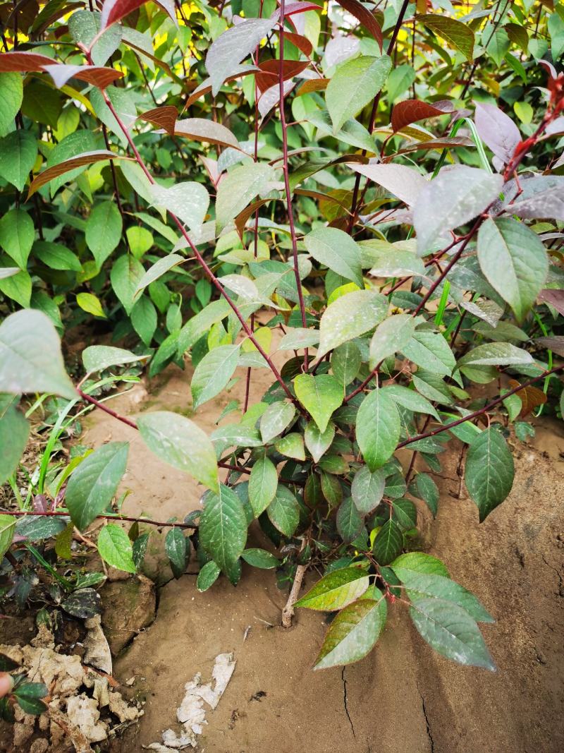 隆森苗圃场专业育苗红叶李树苗杯苗成活率高提供种植指导