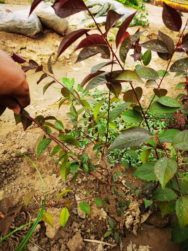 隆森苗圃场专业育苗红叶李树苗杯苗成活率高提供种植指导