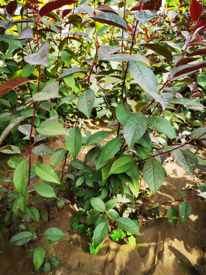 隆森苗圃场专业育苗红叶李树苗杯苗成活率高提供种植指导
