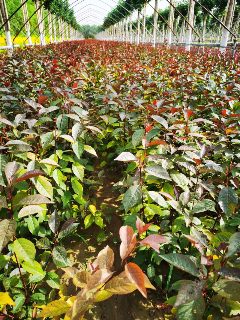 隆森苗圃场专业育苗红叶李树苗杯苗成活率高提供种植指导