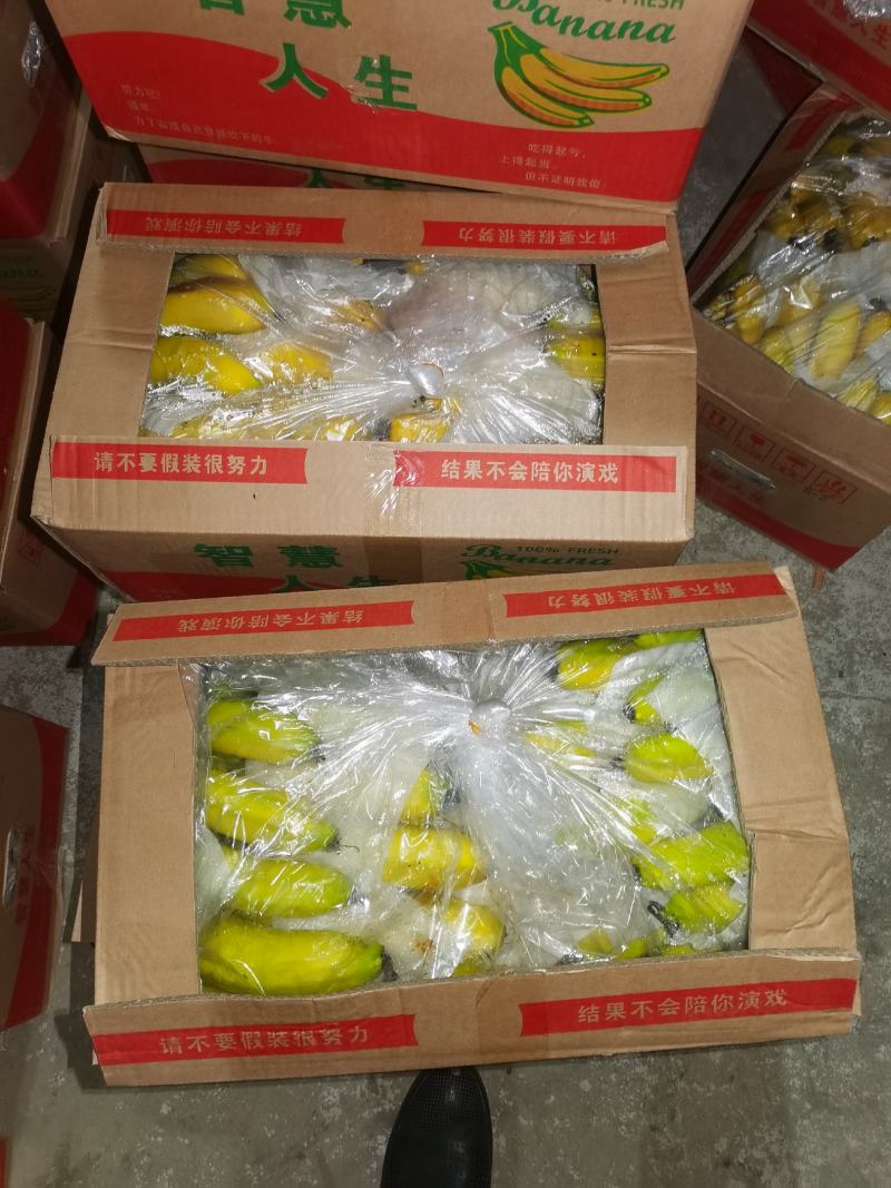 海南纯三把不受寒香蕉果面干净