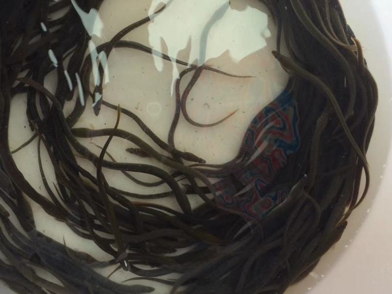 茂名高州鳗鱼苗量大从优基地发货视频看货欢迎联系