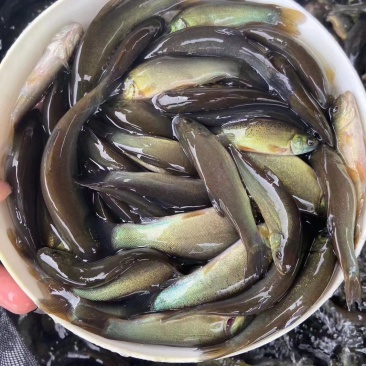 广东丁桂鱼苗鱼苗品质保证成活率高量大从优视频看货