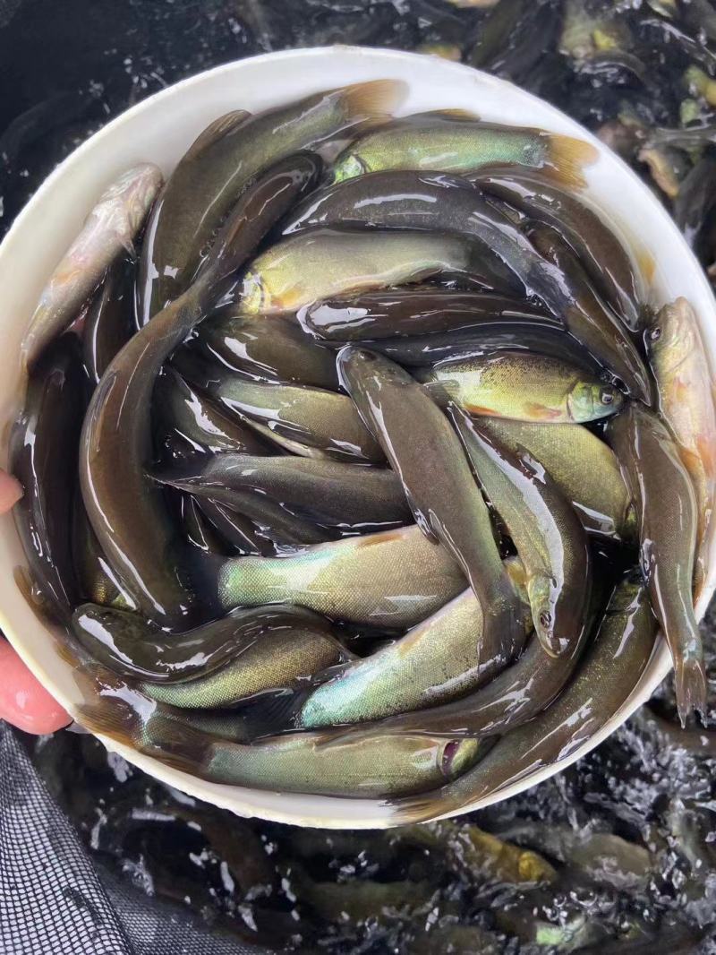 广东丁桂鱼苗鱼苗品质保证成活率高量大从优视频看货