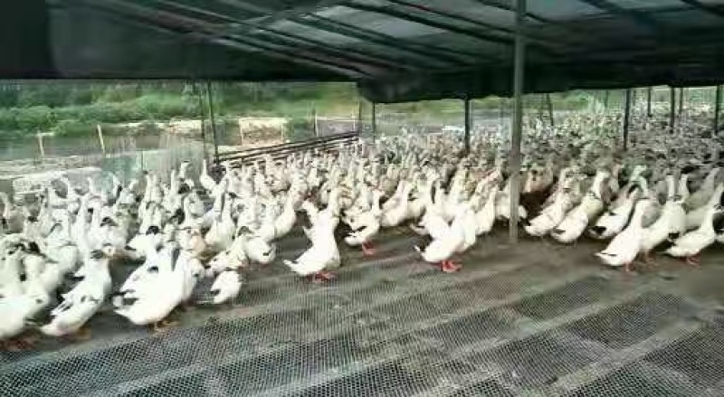 农户散养花边鸭