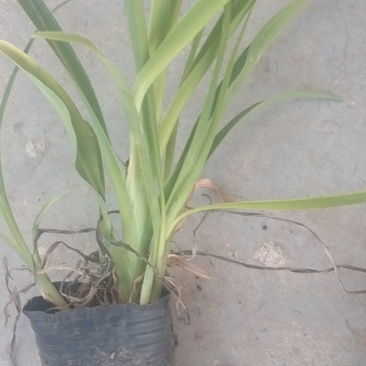 大花萱草，