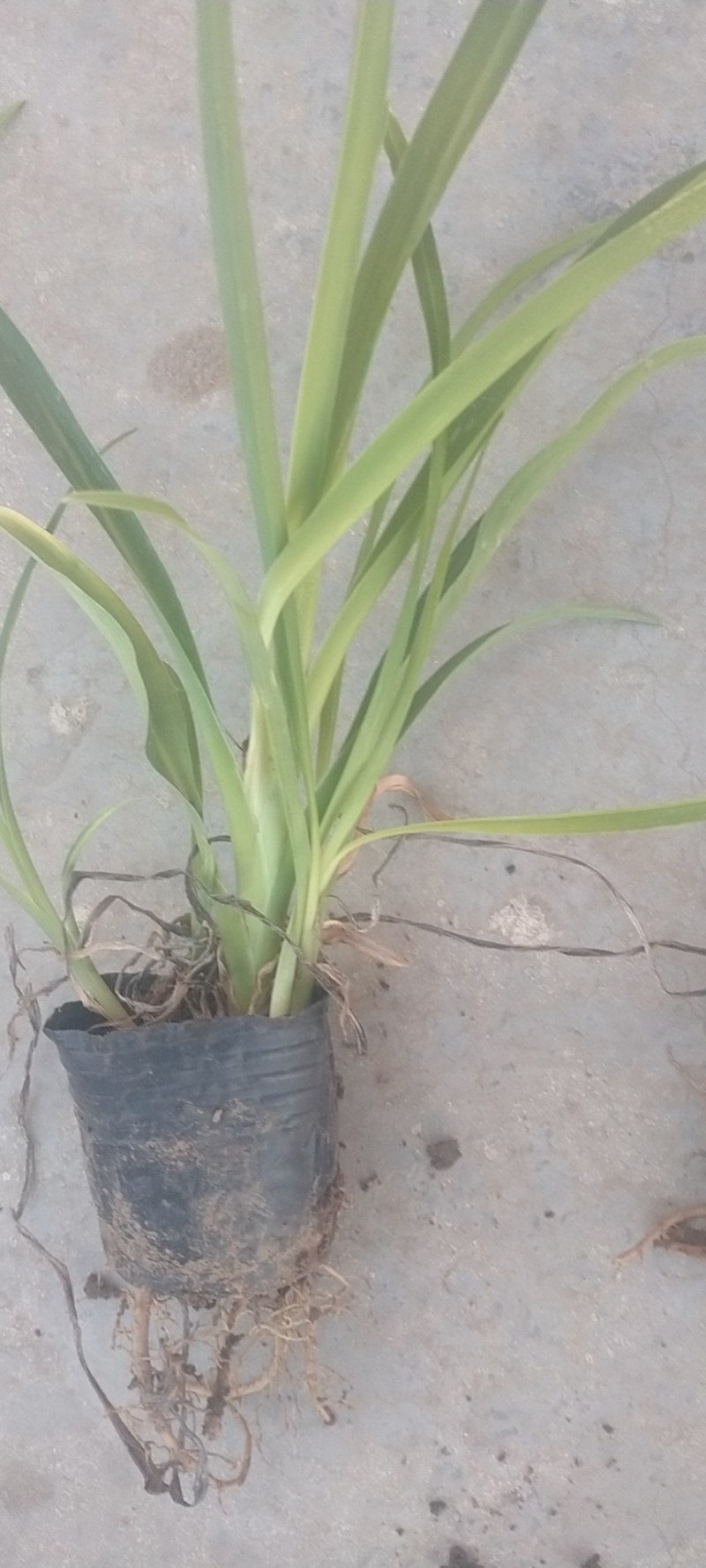 大花萱草，