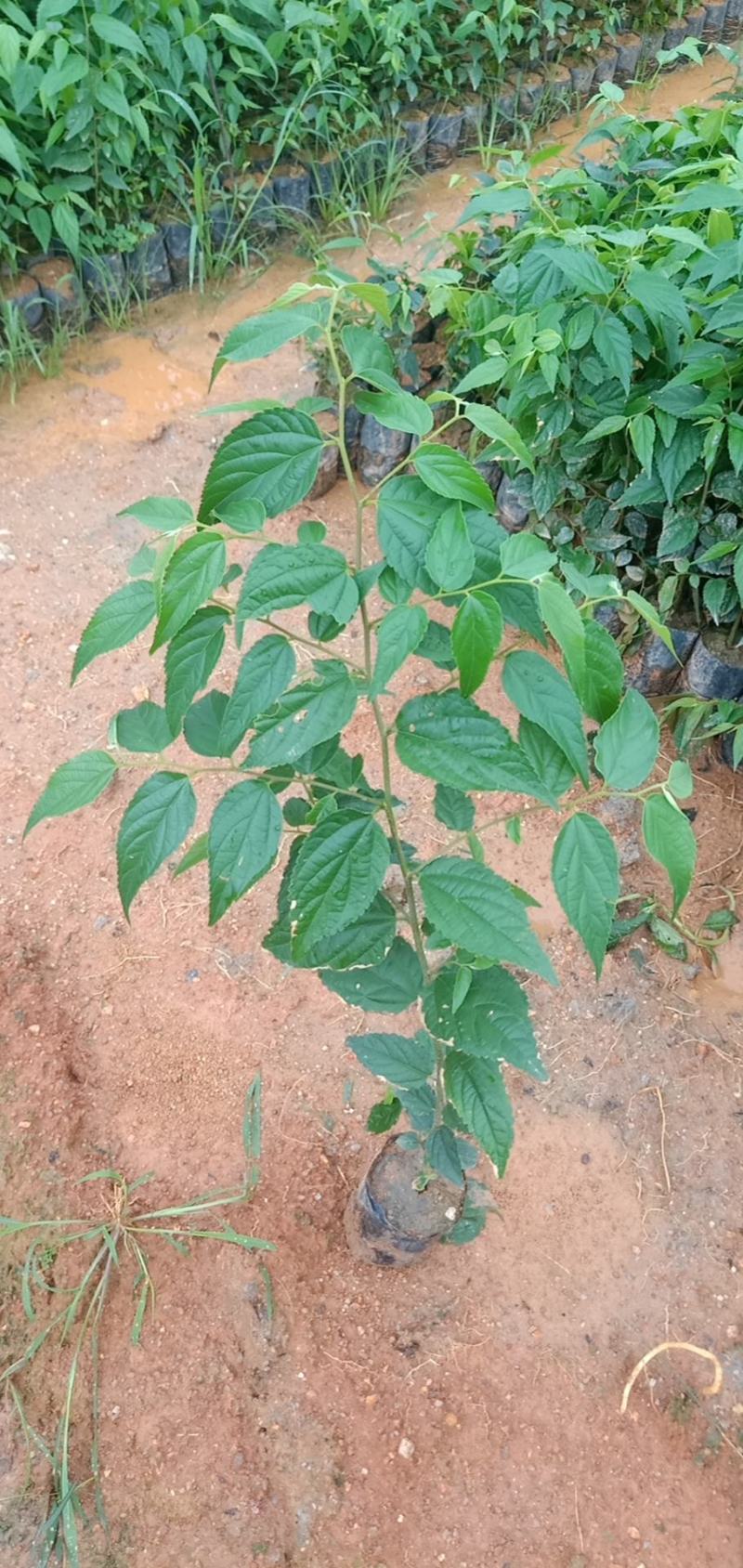 朴树绿化工程树种苗种复绿化工程路边绿化工程树苗