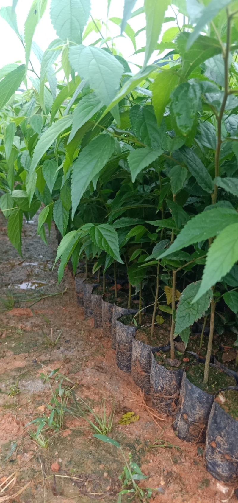 朴树绿化工程树种苗种复绿化工程路边绿化工程树苗