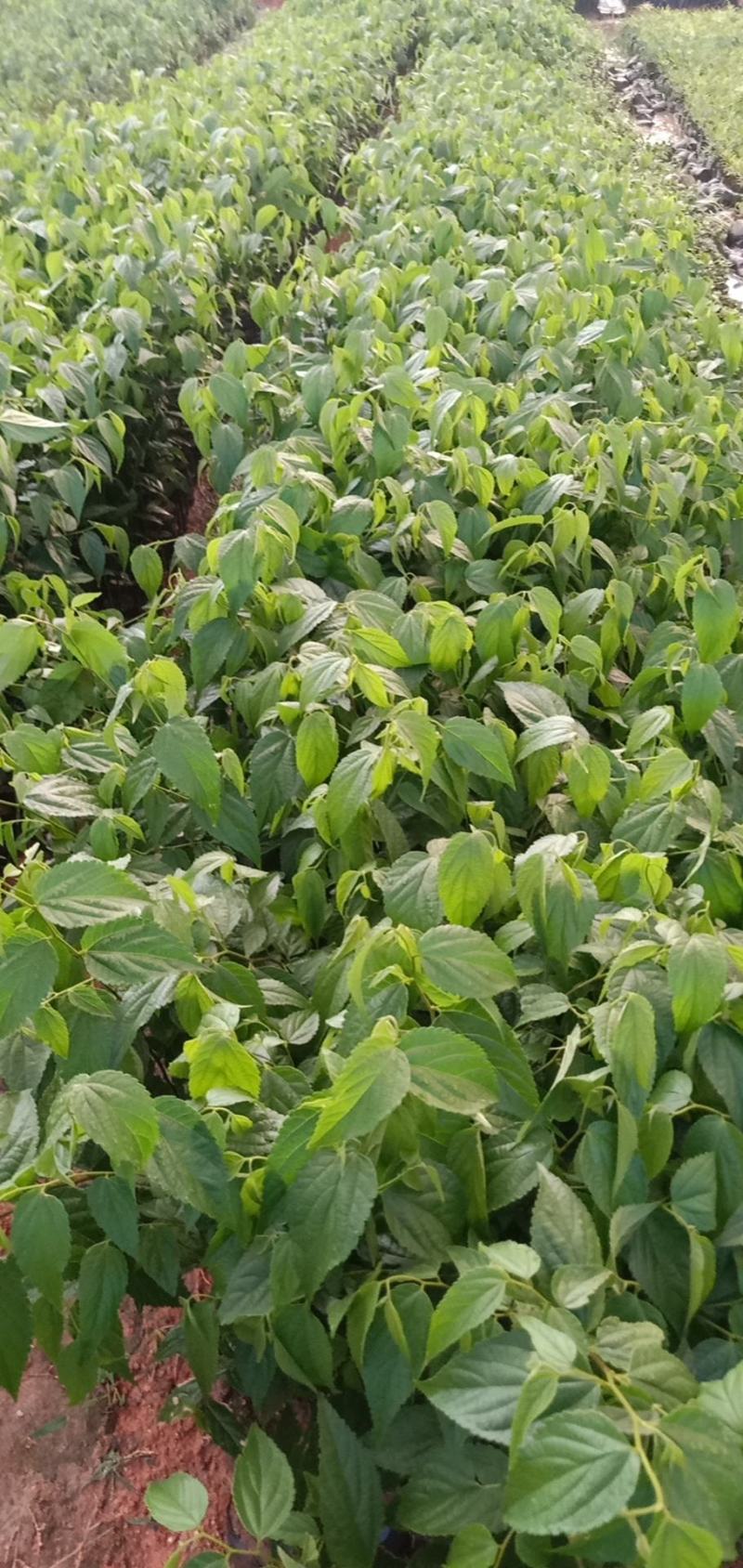 朴树绿化工程树种苗种复绿化工程路边绿化工程树苗