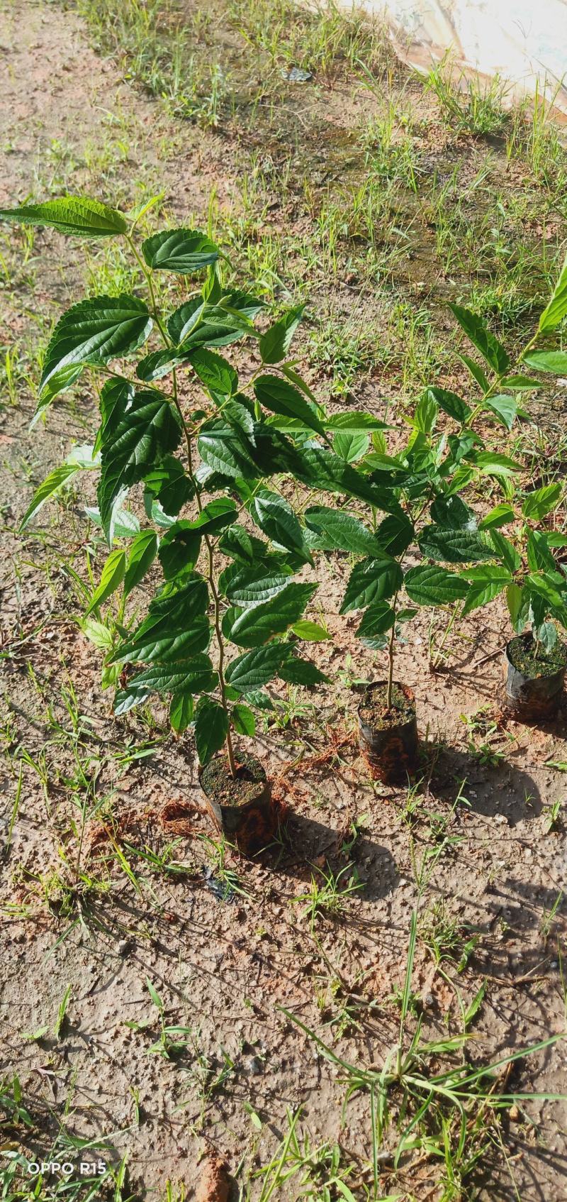 朴树绿化工程树种苗种复绿化工程路边绿化工程树苗