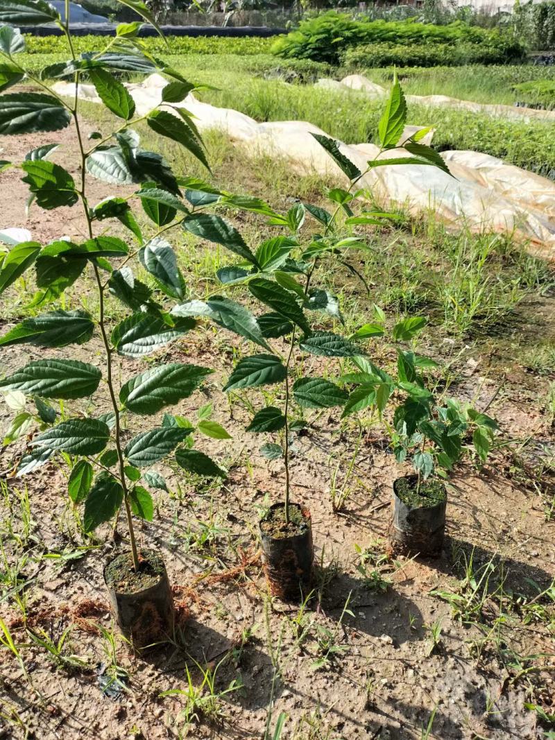 朴树绿化工程树种苗种复绿化工程路边绿化工程树苗