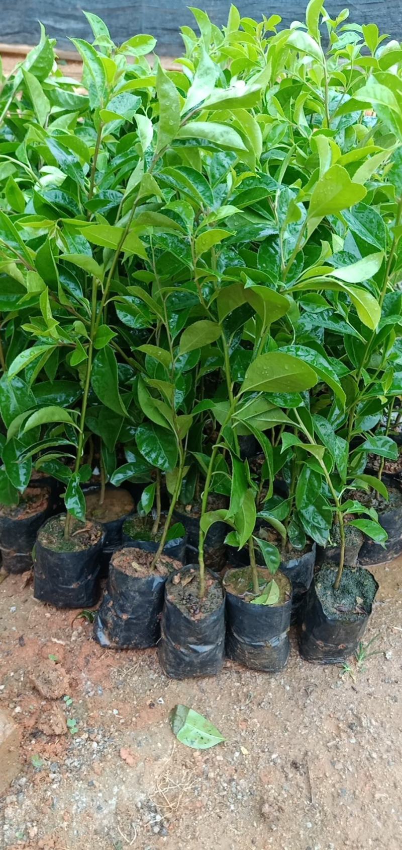 铁冬青绿化工程树苗别墅院子种植树苗合适种植树苗