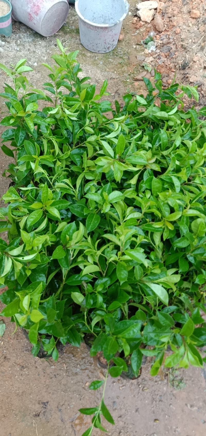 铁冬青绿化工程树苗别墅院子种植树苗合适种植树苗