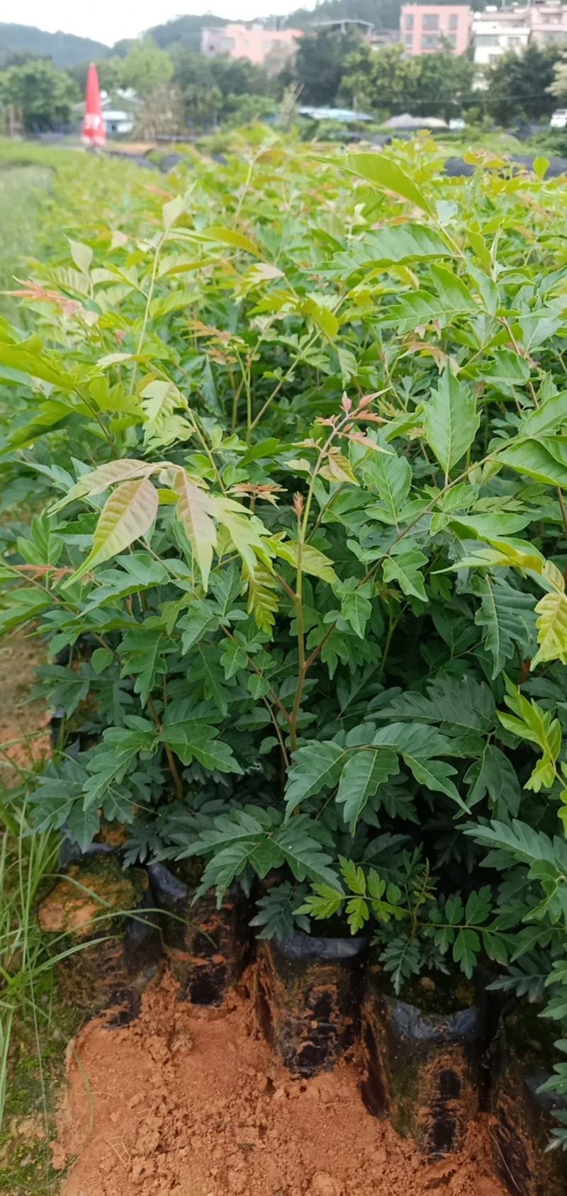 麻楝树苗绿化工程树苗院子别墅院子路边绿化工程树苗