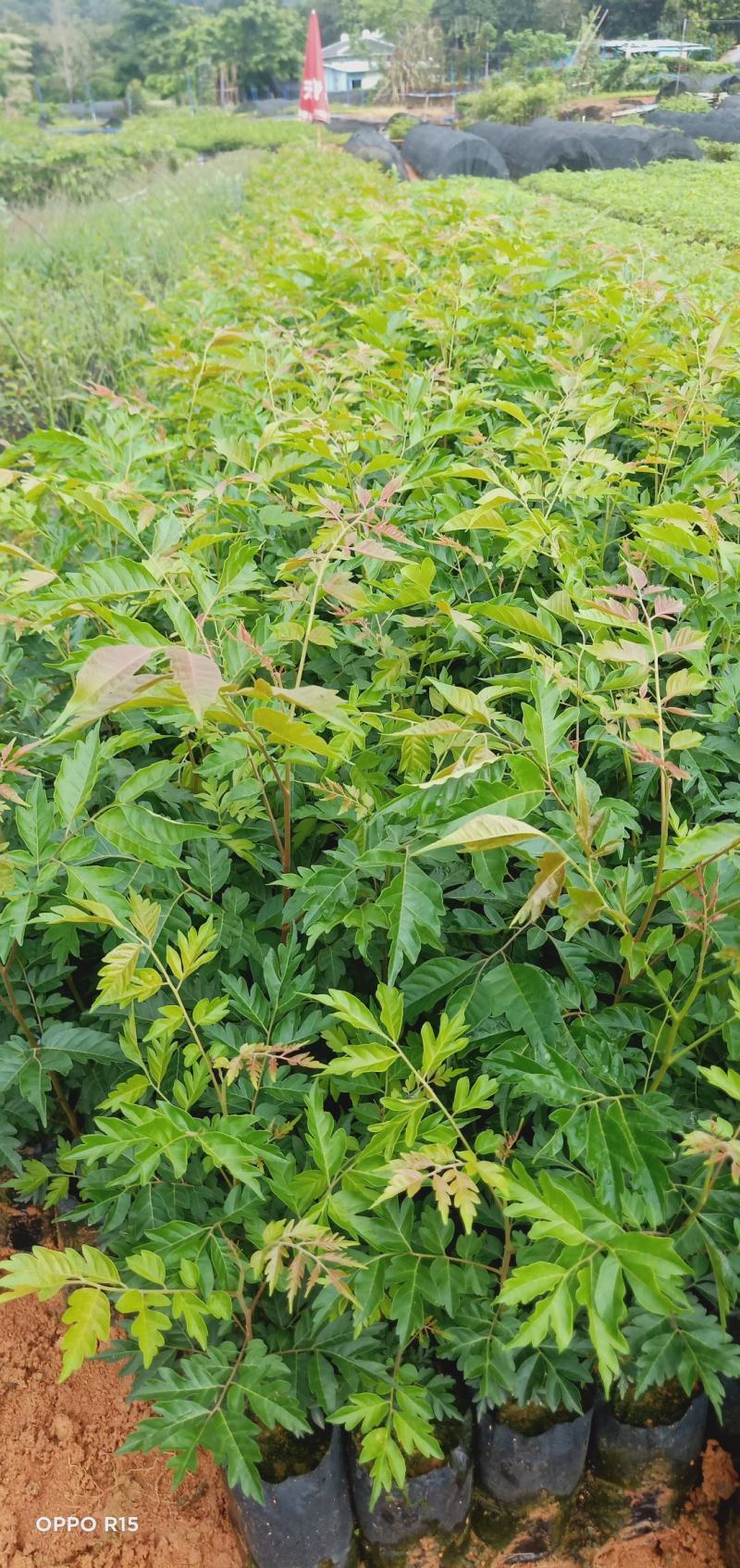 麻楝树苗绿化工程树苗院子别墅院子路边绿化工程树苗