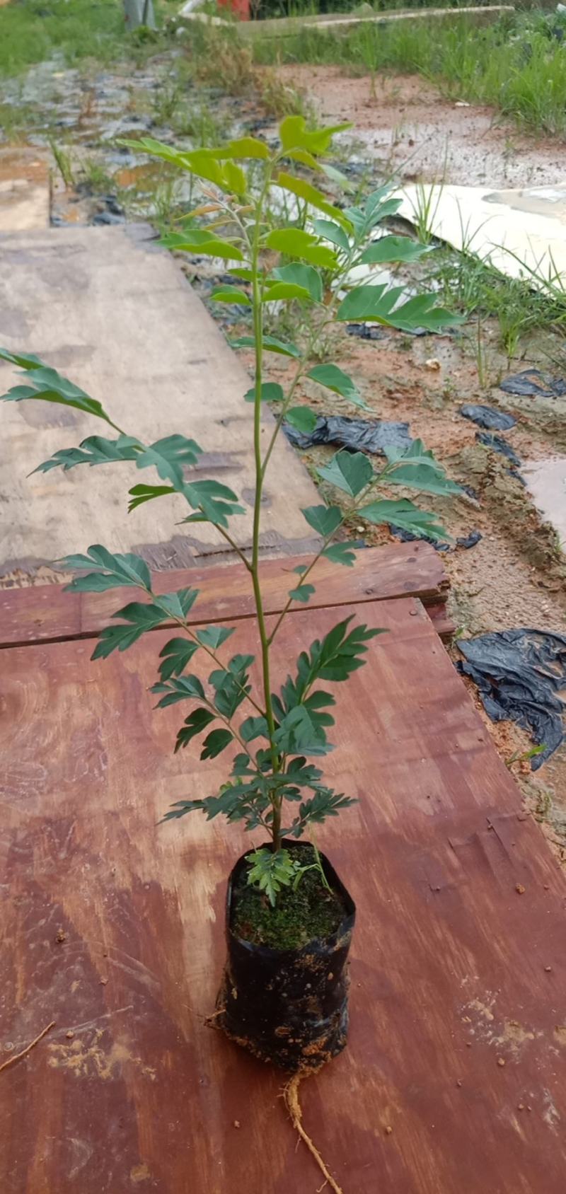 麻楝树苗绿化工程树苗院子别墅院子路边绿化工程树苗