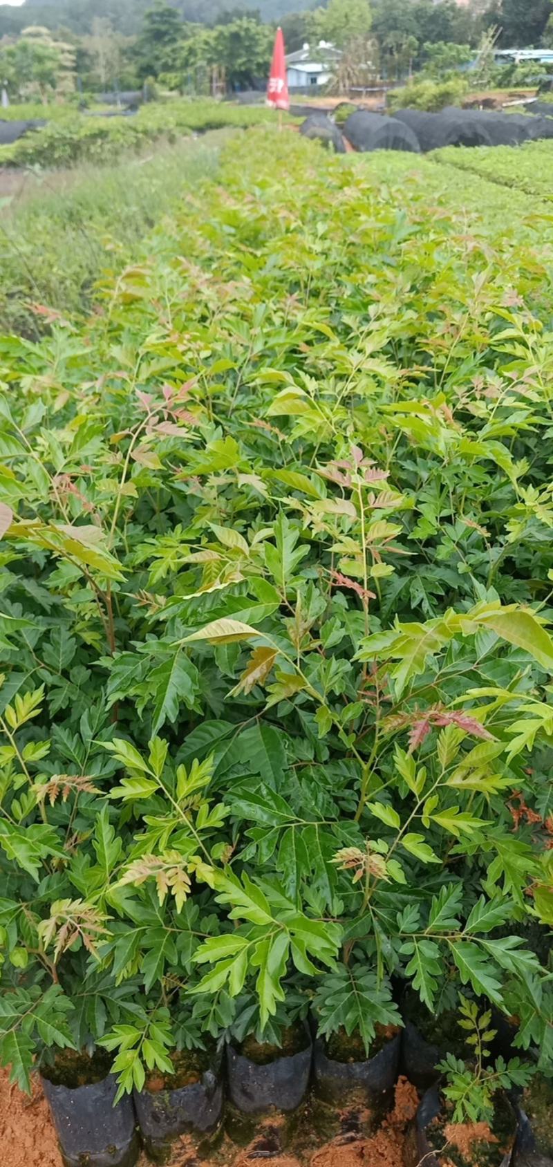 麻楝树苗绿化工程树苗院子别墅院子路边绿化工程树苗