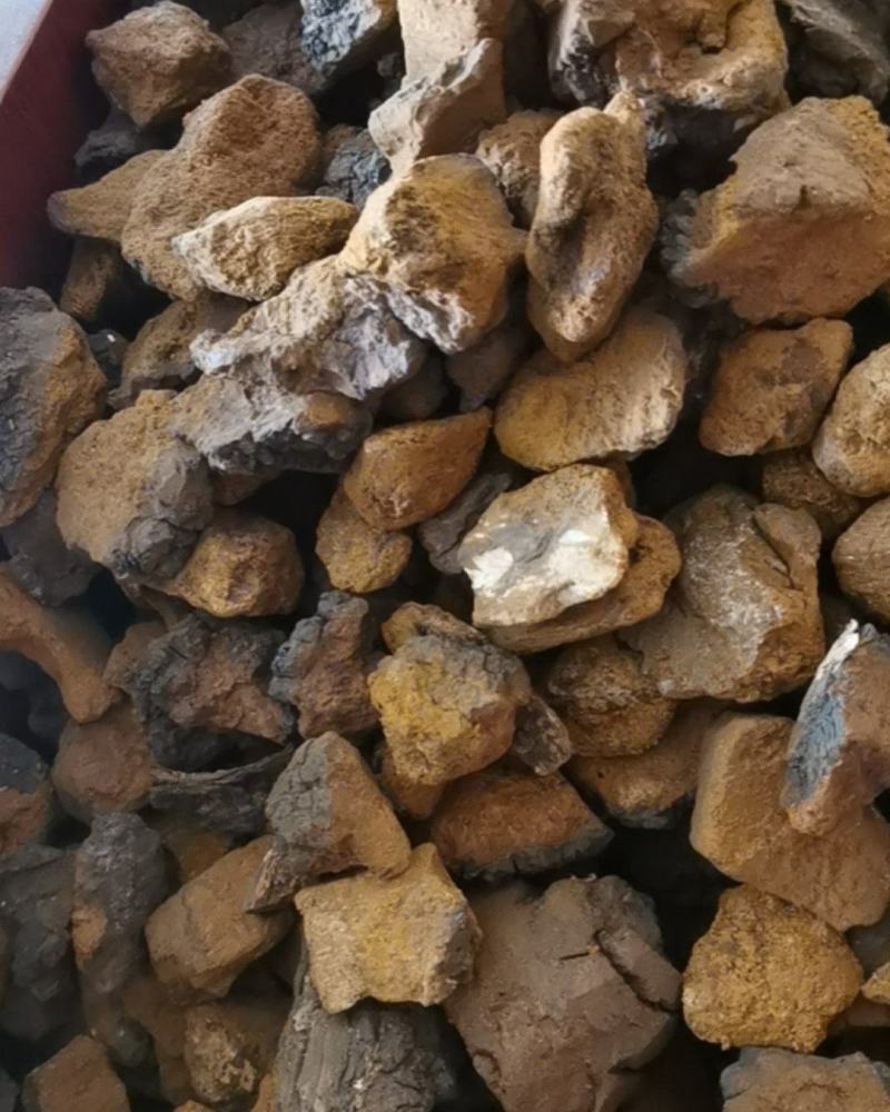 桦树茸