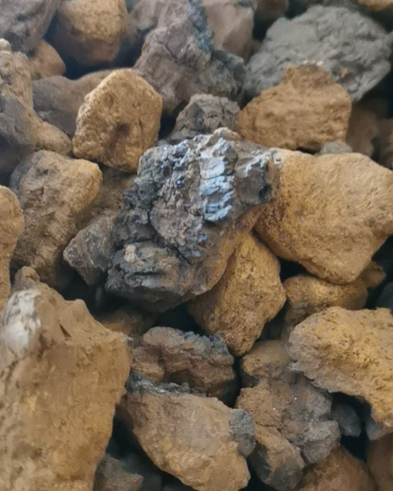 桦树茸