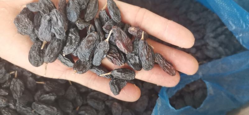 《包邮》进口黑加仑葡萄干