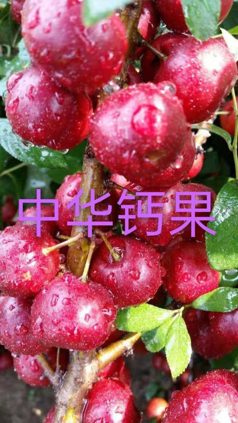 中华钙果和农大钙果苗该品种适合南北方种植，保证质量纯度