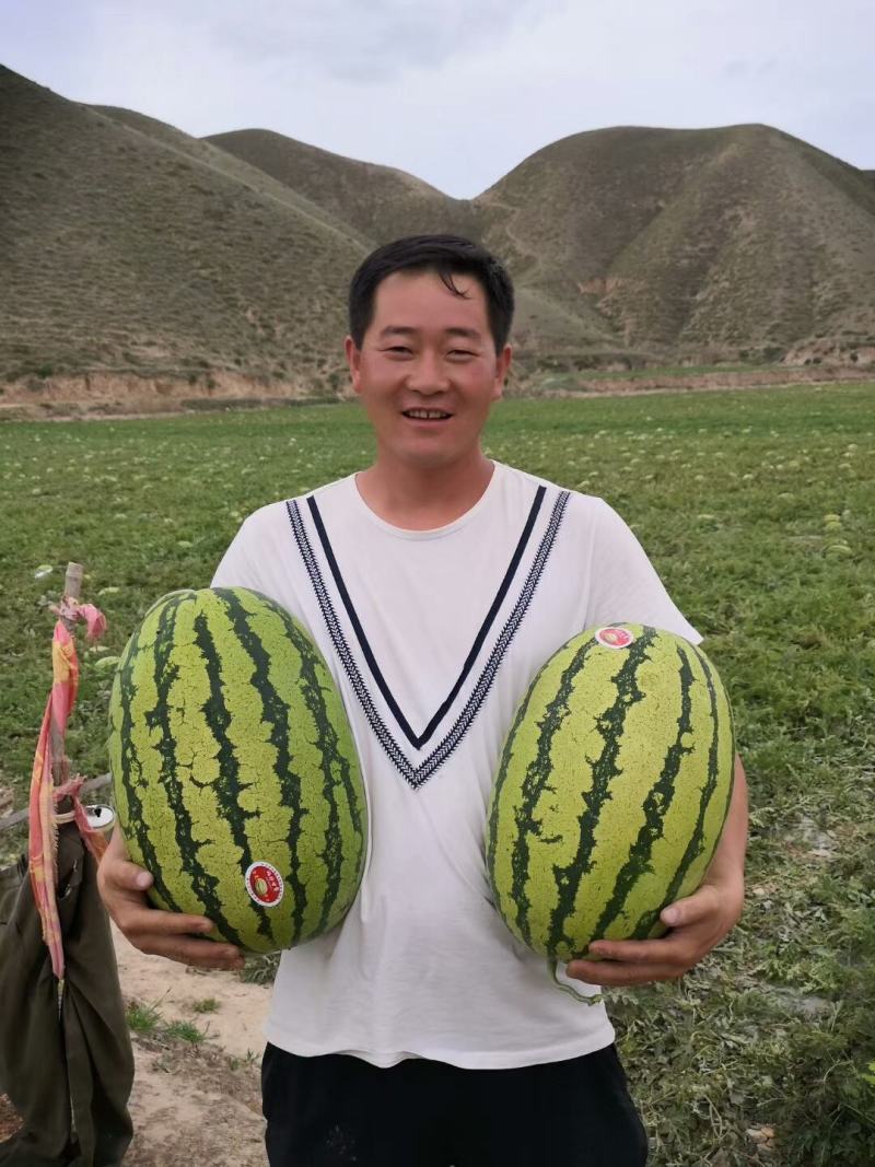 常年，代收，代办，新疆西瓜，宁夏硒砂瓜，甘肃靖远硒砂瓜，