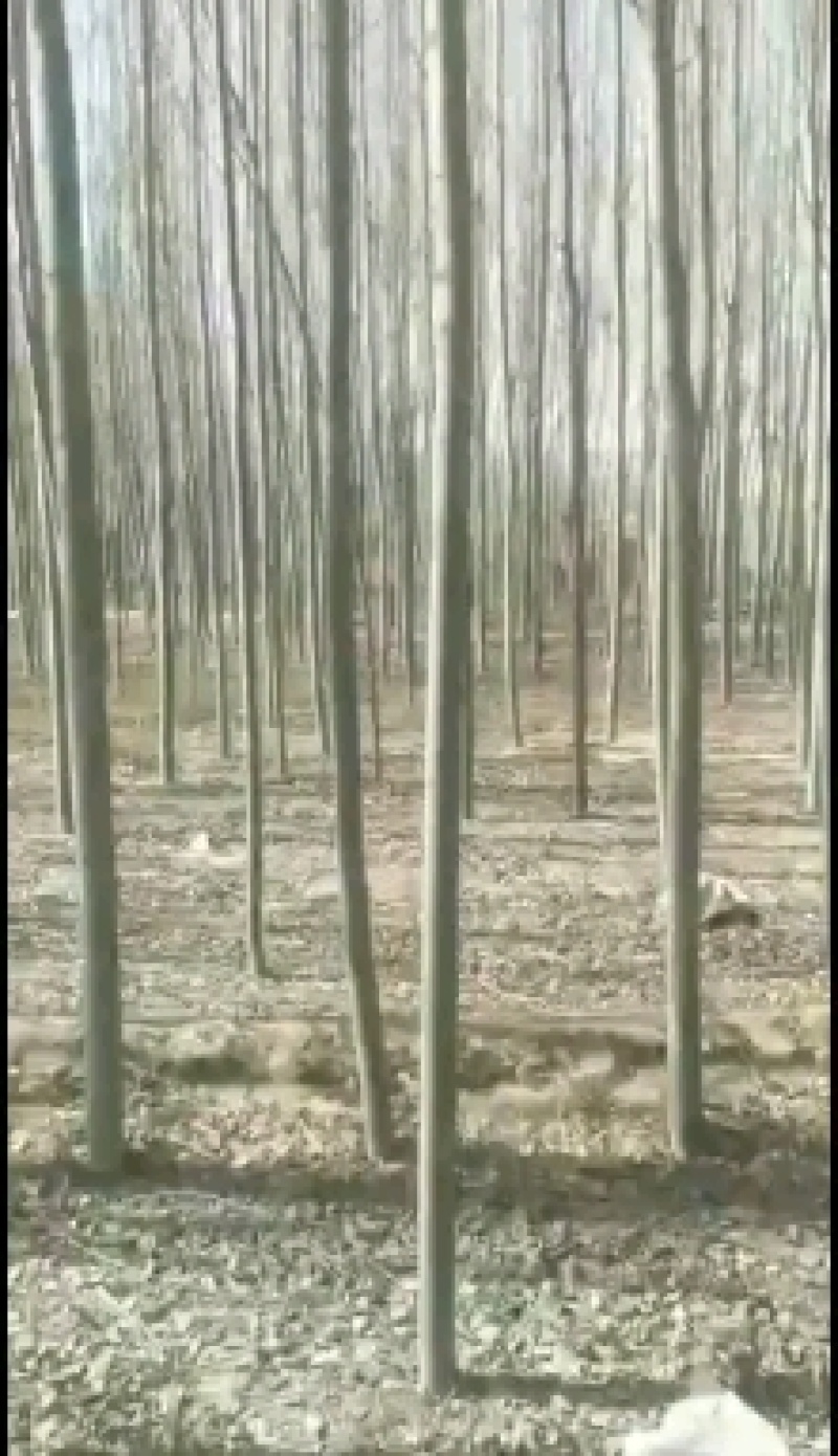 河北杨，毛白杨，青杨，新疆杨。国槐，3至12公分