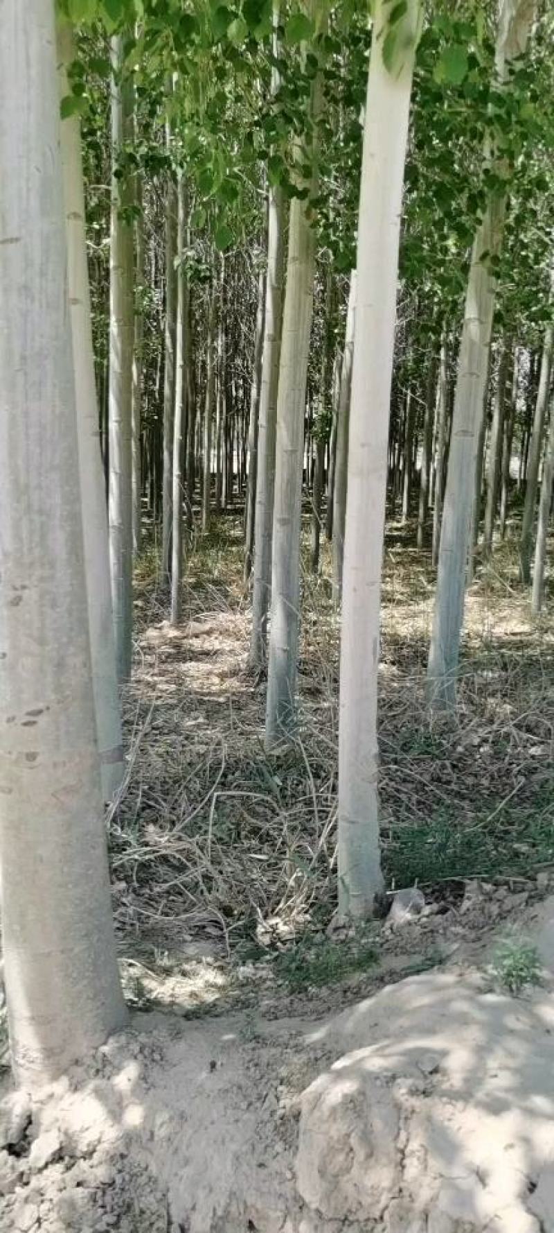 河北杨，毛白杨，青杨，新疆杨。国槐，3至12公分