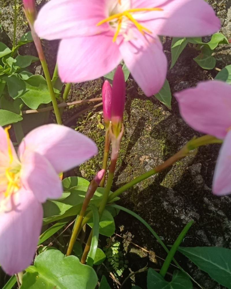 风雨兰韭兰