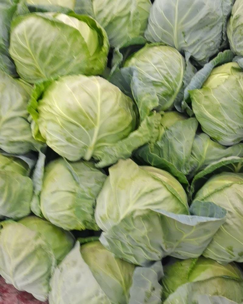 精品甘蓝圆包菜品质保证对接各类客户欢迎咨询