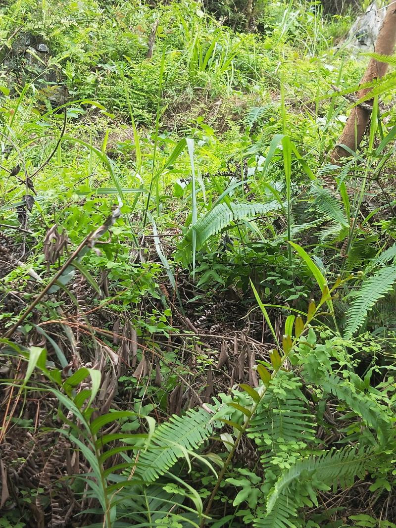 地胆草，原生态野生地胆头，鲜货，下单即摘