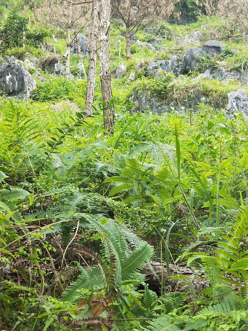 地胆草，原生态野生地胆头，鲜货，下单即摘