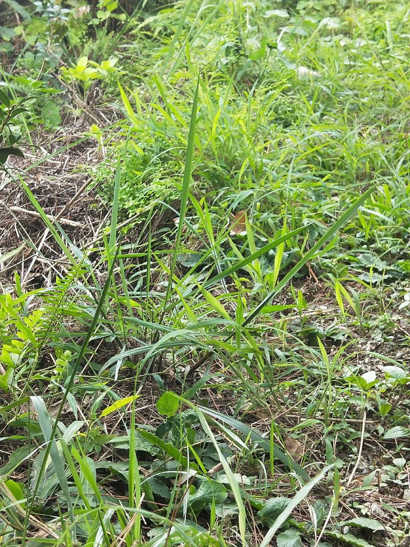 地胆草，原生态野生地胆头，鲜货，下单即摘