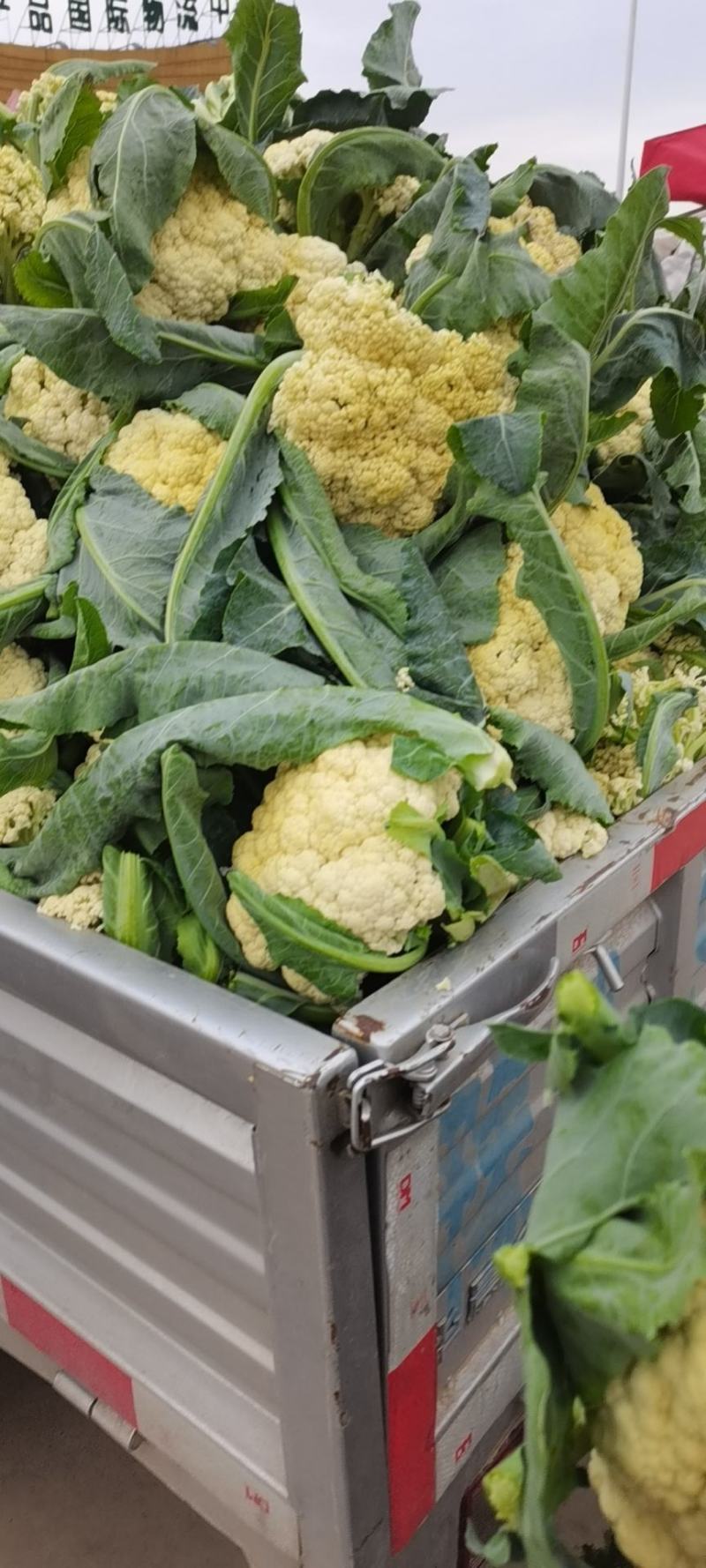 有机菜花包菜上市啦